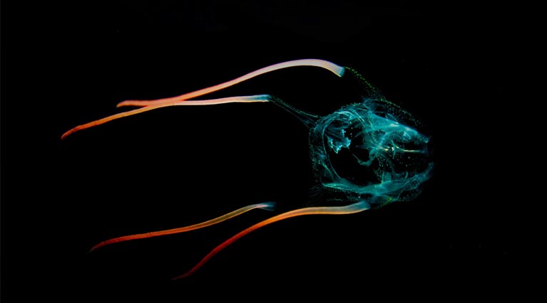 Box Jellyfish