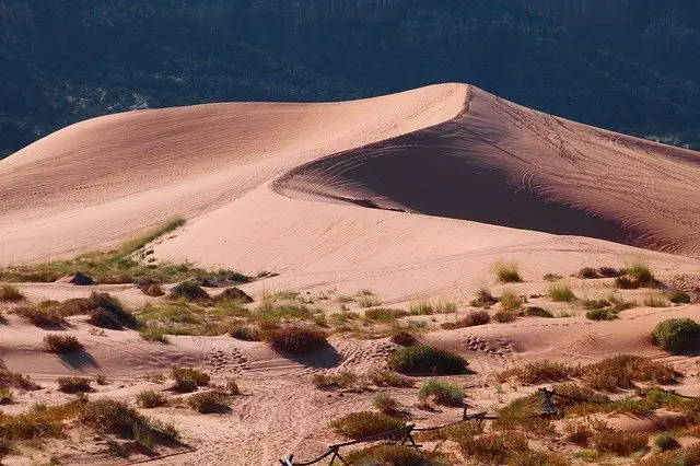 camel spider in the desert