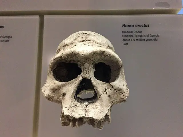 homo erectus skull