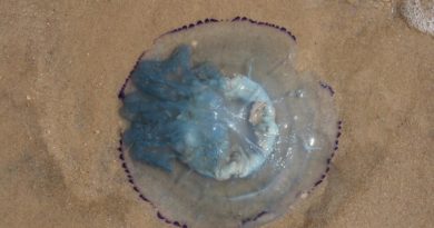 Beached Jellyfish