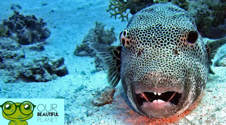 Puffer Fish Facts