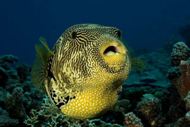 Puffer fish puffed up