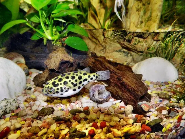 Dwarf/Pygmy Puffer Fish