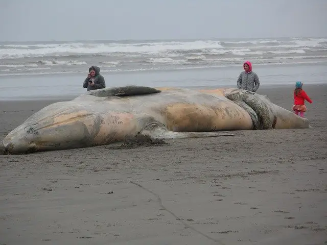 Beached Whale