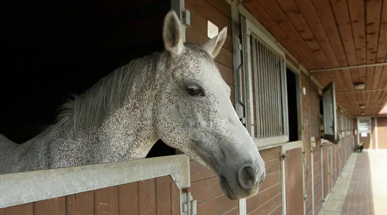 Domestic Horse in Barn