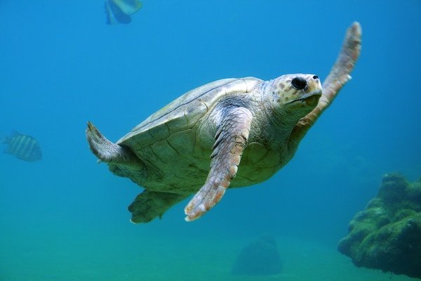Pulau Sipadan Turtle