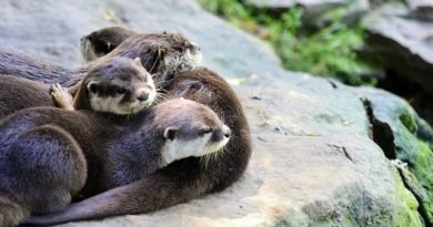 River Otters sleeping