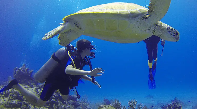 Scuba diving with turtle