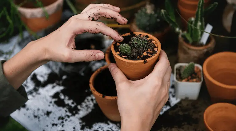 Gardening small plants