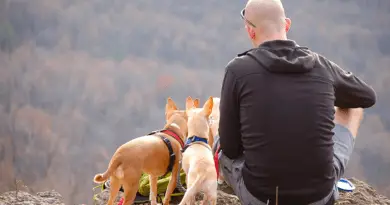 Man and two dogs in mountain