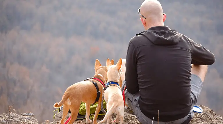 Man and two dogs in mountain