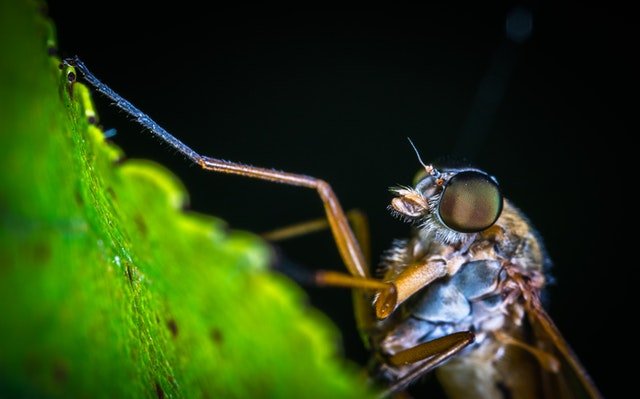 Insect in Leaf