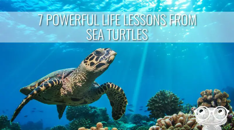 P Green LIFE LESSONS FROM SEA TURTLES turtle pocket charm ganz age gracefully 