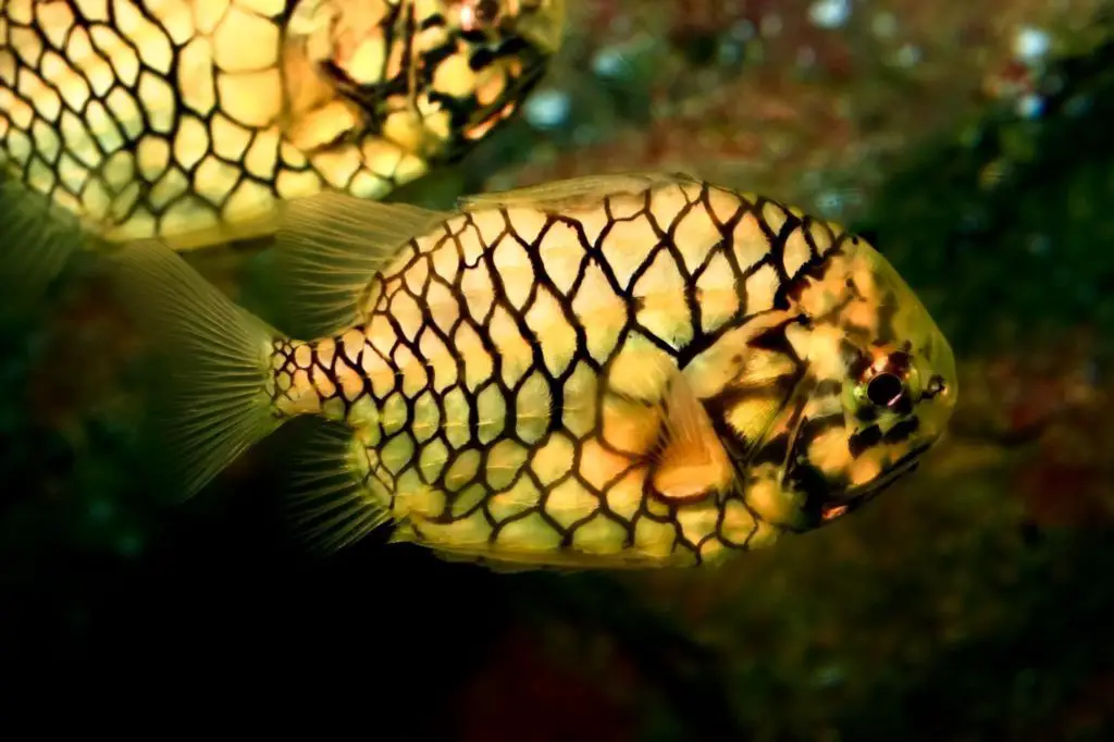 10 Most Amazing Sea Creatures in the World