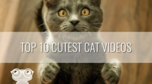 Top 10 Cutest Cat Videos