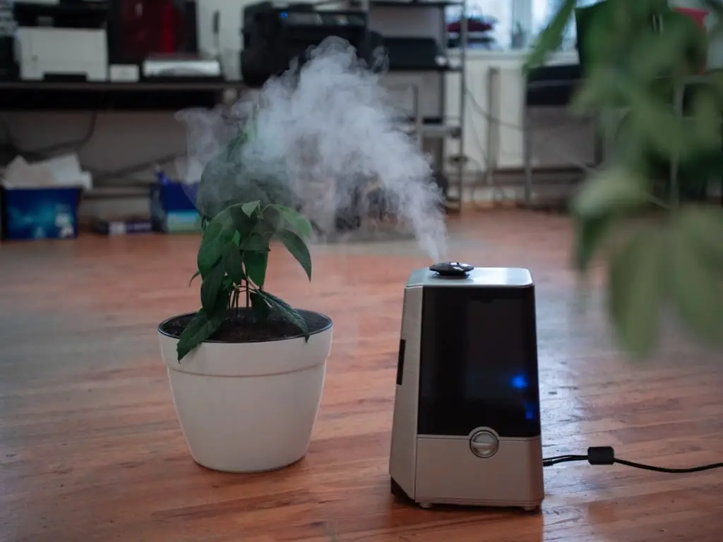 plant and a humidifier
