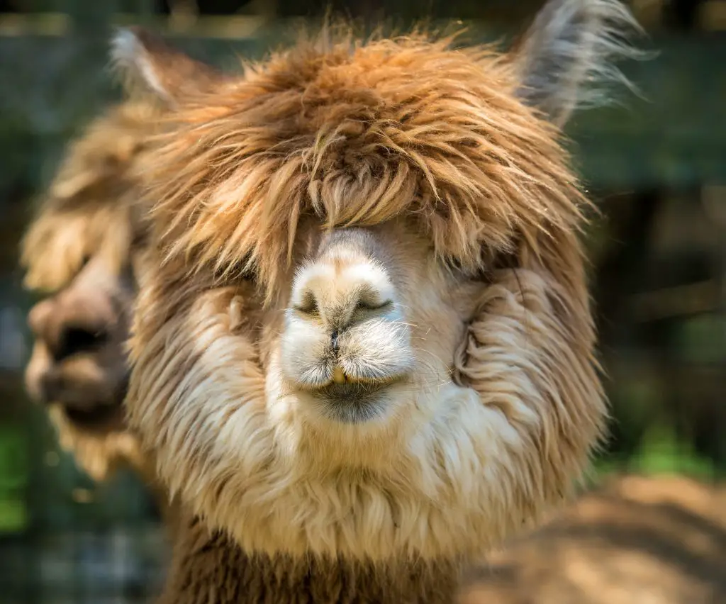 alpaca floatie