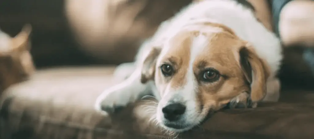 dog resting on a couch