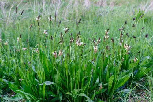 Nature's Gift To Mankind: Medicinal Plants