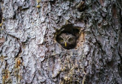 owl nesting boxes