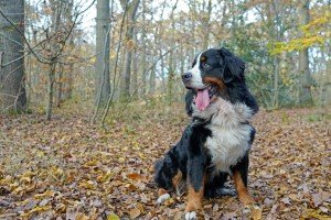 bernese mountain dog