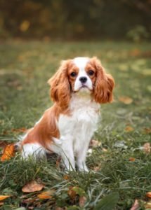 cavalier king charles spaniel