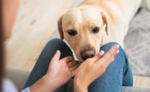 Labrador retriever