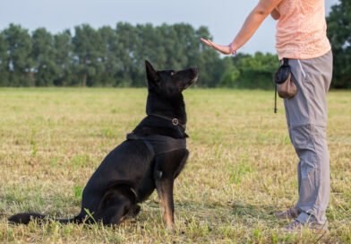 How to Train a Dog for Beginners