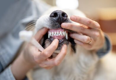 Ensuring a Happy, Healthy Canine Companion: The Importance of Dental Care