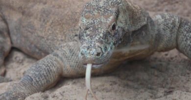 komodo dragons