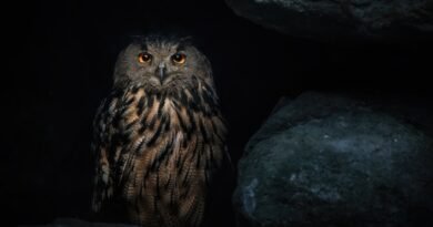 A Eurasian eagle-owl with black and brown feathers sits amongst dark gray boulders against a black backdrop.