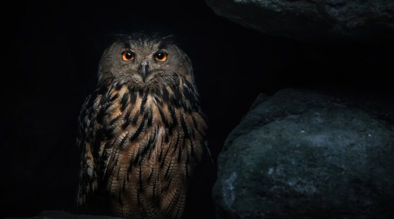 A Eurasian eagle-owl with black and brown feathers sits amongst dark gray boulders against a black backdrop.
