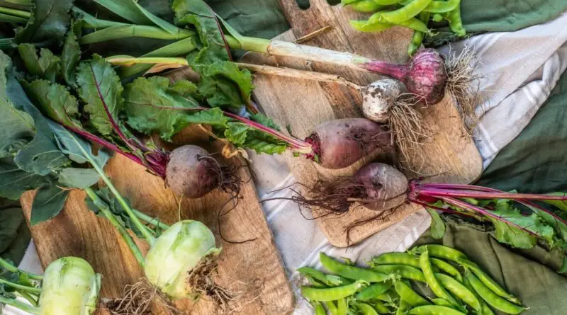 Aerial view of multiple vegetables with long roots covered in soil, lying on top of two wooden chopping boards.