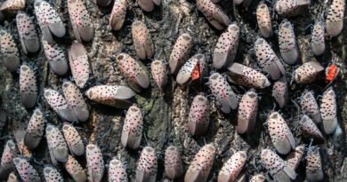 Many invasive spotted lanternflies resting on the bark of a tree. The closed wings of the insects blend into the bark.