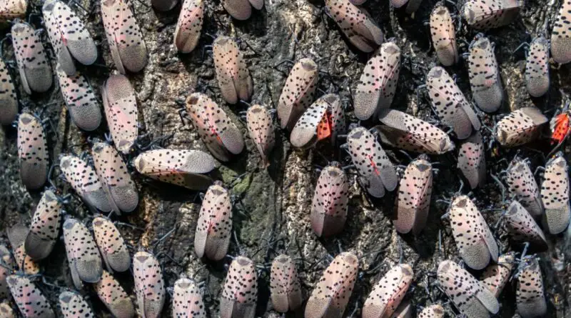 Many invasive spotted lanternflies resting on the bark of a tree. The closed wings of the insects blend into the bark.
