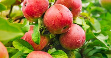 A close-up of multiple red round apples covered in water drops hanging from the branch of a tree with green leaves.