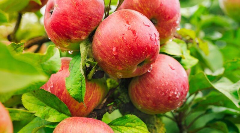 A close-up of multiple red round apples covered in water drops hanging from the branch of a tree with green leaves.