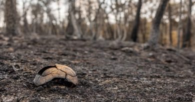 A cracked turtle shell rests on a charred forest floor while burned trees stand in the blurred background.