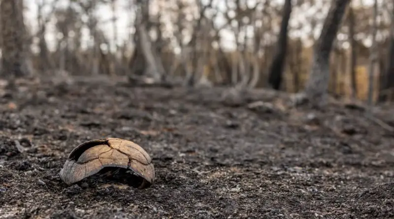 A cracked turtle shell rests on a charred forest floor while burned trees stand in the blurred background.