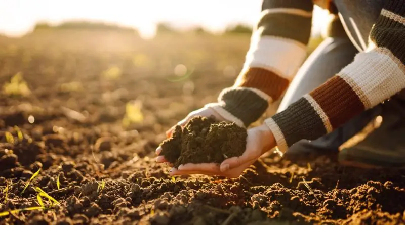 A gardener cups rich soil in their hands as warm sunlight glows across a freshly tilled field at harvest time.