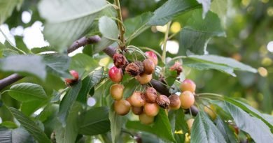 A close-up of the branch of a tree with diseased, decaying, and dead fruit hanging from one of its branches.