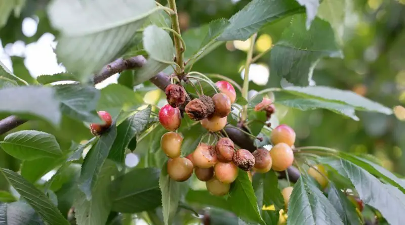A close-up of the branch of a tree with diseased, decaying, and dead fruit hanging from one of its branches.