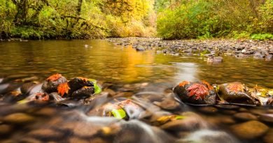 A shallow creek flows over smooth rocks as red and orange leaves rest on stones beneath colorful autumn trees.
