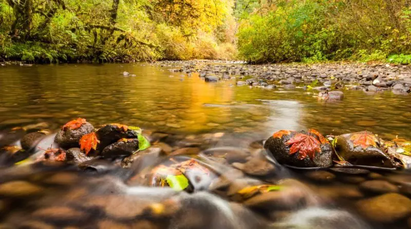 A shallow creek flows over smooth rocks as red and orange leaves rest on stones beneath colorful autumn trees.