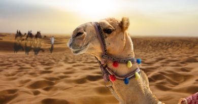 A camel wearing colorful tassels stands on sandy dunes at sunset with distant riders and camels in the background.