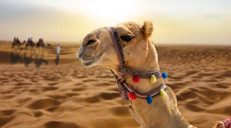 A camel wearing colorful tassels stands on sandy dunes at sunset with distant riders and camels in the background.