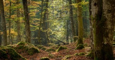 A forest floor covered with fallen leaves and mossy rocks beneath tall trees with sunlight filtering through foliage.