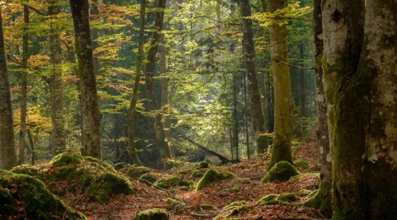 A forest floor covered with fallen leaves and mossy rocks beneath tall trees with sunlight filtering through foliage.