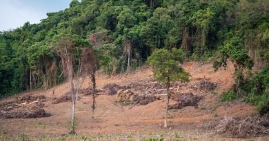A cleared hillside with exposed soil, fallen branches, and scattered trees borders a dense green forest.