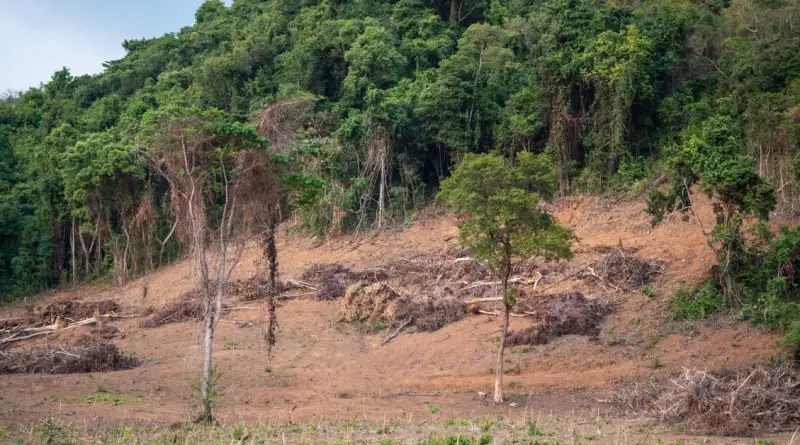 A cleared hillside with exposed soil, fallen branches, and scattered trees borders a dense green forest.
